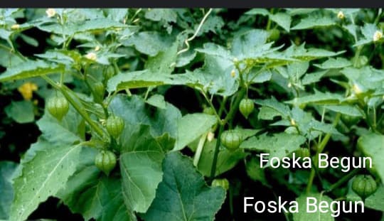 Foska Begun